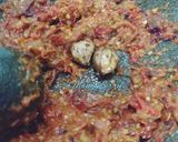 Foto langkah ke 5 dari resep Sambal Pecel Lele Enak Sedap.