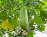 Hình bước làm 1 của món Canh Bí Chanh Nấu Tôm