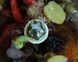 Foto langkah ke 2 dari resep 1293. Sambal Jeruk Nagami.
