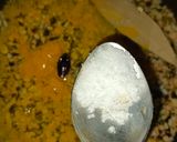 पंचरत्न दाल (Panchratn daal recipe in Hindi) रेसिपी चरण 3 फोटो