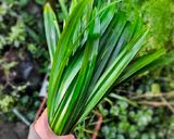 Foto langkah ke 1 dari resep Pasta Pandan Homemade.