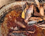 Foto langkah ke 3 dari resep Rica-Rica Tongkol Satset.