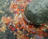 Foto langkah ke 1 dari resep Sambal Korek Bawang.