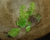 A picture of step 10 of Green moong daal stamed Dhokla recipe 😋.