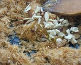 ভাজা সেমাই (bhaaja semai recipe in Bengali) রেসিপি ধাপ - 3 ছবি