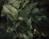 Foto del paso 1 de la receta: Salsa de espinaca para pastas