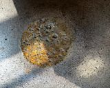 A picture of step 2 of Green Moong Dal Masala Khichadi In Pressure Cooker.