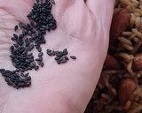 Foto del paso 4 de la receta: Arroz parbolizado (vaporizado) especiado y con hongos de pino 🍄🌲 Plato de arroz vegano y completo