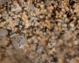 A picture of step 1 of Udad ki daal.
