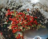 Foto langkah ke 3 dari resep Terong Cabe Garam.
