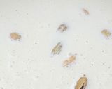 A picture of step 2 of Carrot kheer 🥕 🥥.