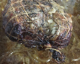 Foto del paso 2 de la receta: Ternera Asada Con Tomillo Y Salsa De Cebolla