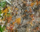 A picture of step 2 of Jhatpata allu with zeera rice.