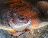 Foto langkah ke 1 dari resep Tumis Kangkung Udang Pete.