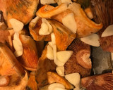 Foto del paso 4 de la receta: Rovellons y esclatasangs(Níscalos) al ajillo