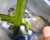 Foto langkah ke 5 dari resep Sirup Bunga Telang.