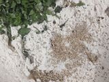 ફુદીના લચ્છા પરાઠા(phudino lachcha paratha in Gujarati)