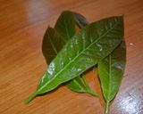 Foto del paso 1 de la receta: Té de hoja de Aguacate
