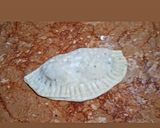 A picture of step 6 of D shape samosa.