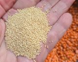 Foto del paso 1 de la receta: Sopa de lentejas coral y amaranto 🥣congelable para tener siempre lista una sopita reconfortante 🥣❄️