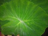 अळूवडी (aluvadi recipe in marathi)