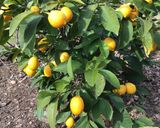 A picture of step 1 of California Farm Lime Harvest, Pies, Makrut Leaves.
