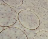 Une image de l'étape 2 de Macaron artificielle.