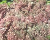 Foto del paso 4 de la receta: Quesadillas de carne