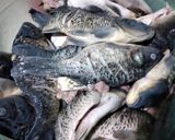 Foto langkah ke 1 dari resep Pepes Ikan Teflon.