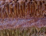 Foto langkah ke 7 dari resep Bolu caramel.