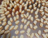 A picture of step 6 of Malloreddus (Sardinian Gnocchetti) with Basil Pesto.