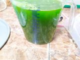 Puding Lumut