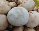 Foto del paso 1 de la receta: Crema de Champiñones Toad