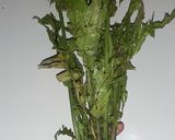 Foto langkah ke 1 dari resep Sayur pakis simpel #khas aceh.