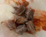รูปขั้นตอนการทำที่ 3 ของ หมูก้อนทอดใส่มันกุ้ง ในหม้อทอดไร้น้ำมัน