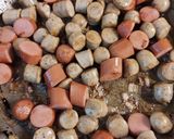 Foto del paso 10 de la receta: Arroz Chaufa Peruano