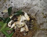 A picture of step 3 of Pepper garlic rasam.