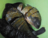 A picture of step 4 of Turmeric fried fish.