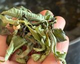 Une image de l'étape 2 de Bigorneaux parfumés à la verveine citronnelle.