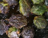 সূটকির বরা রেসিপির ধাপ 5 ছবি