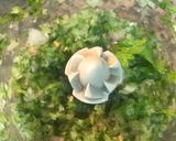 આલુ પાલક સબ્જી (Aloo Palak Sabji Recipe In Gujarati) રેસીપી સ્ટેપ2ફોટો