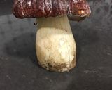 Foto del paso 1 de la receta: Risotto de boletus