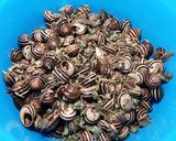 Foto del paso 3 de la receta Caracoles en salsa Urrutia