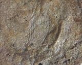 A picture of step 5 of Ragi flour dosa.