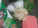 Kacang Tojin / Kacang Bawang