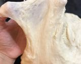 水合法 鹽可頌🥐加小餐包的食譜步驟7照片