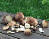 Фото кроку 1 до Сушені гриби на зиму.