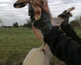 Foto del paso 1 de la receta: Liebre a las brasas