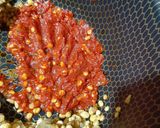 عکس مرحله 4 از دستور خورش کدو مسما