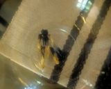 A picture of step 1 of Blue Pea Flower Water for Weight Loss.